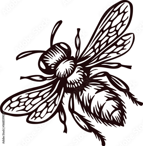 Detailed vintage illustration of a honey bee with transparent wings and intricate body patterns on white background