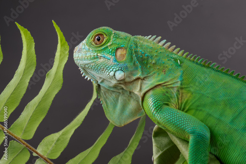 Wallpaper Mural ​A beautiful green iguana is partially hidden behind a fern frond, its detailed scales and vibrant color visible in this striking nature portrait. Torontodigital.ca