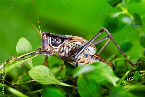 Foto green grasshopper