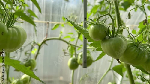 Unripe green tomatoes grow in clusters on a garden vine, surrounded by healthy leaves. The photograph emphasizes natural growth, freshness, and agriculture, perfect for themes of farming and organic 