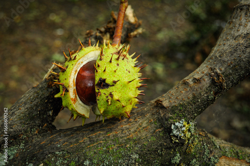 Horse chestnut in its shell on a tree branch
