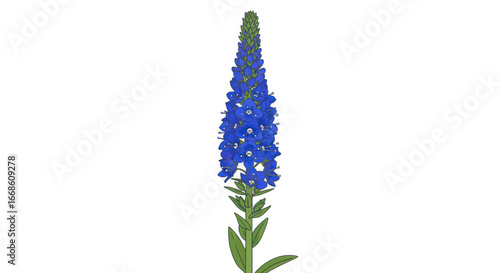 Striking blue flower spike isolated on a clean white background.