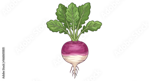Detailed illustration of a fresh vibrant turnip with green leaves.