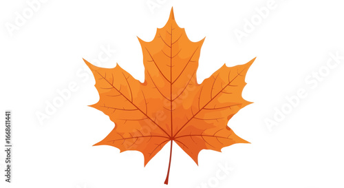 Single Orange Maple Leaf with Detailed Veins and Serrated Edges.
