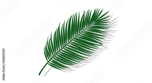Detailed view of a vibrant green palm leaf on white background.