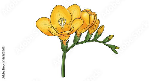 Vibrant yellow freesia flower with green stem and developing buds.