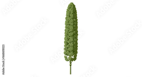 Detailed image of a long green plant with a cylindrical shape and small leaves.