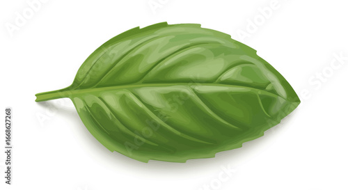 Close up of a single basil leaf.