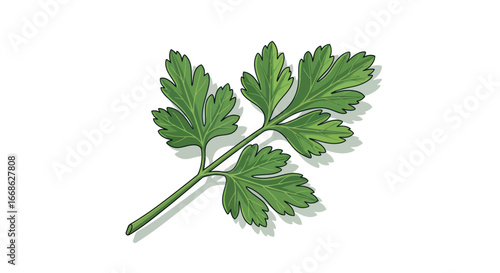 Fresh Green Parsley Herb Sprig Isolated on White Background.