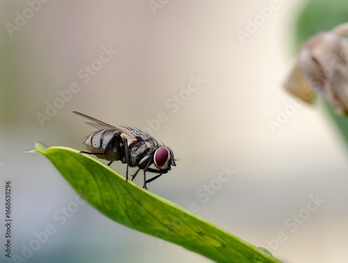 fly on leaf