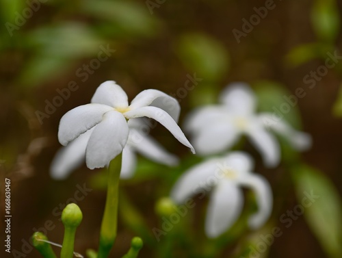 lily of the valley