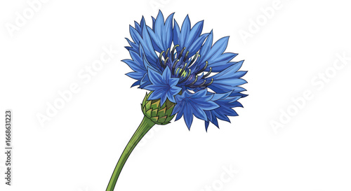 Single Blue Cornflower Blossom Detailed Illustration.