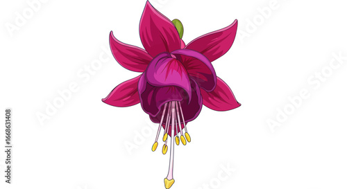 Exquisite Fuchsia Flower with Striking Pink and Purple Petals.