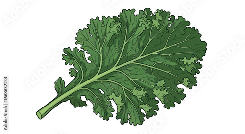Detailed Illustration of a Vibrant Green Kale Leaf.
