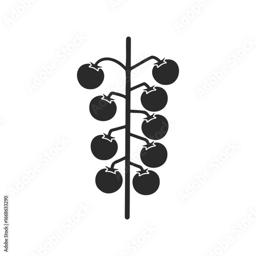Silhouette of cherry tomato vine with clustered fruits