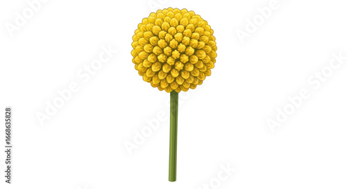 Close up of a single bright yellow ball flower on a green stem.