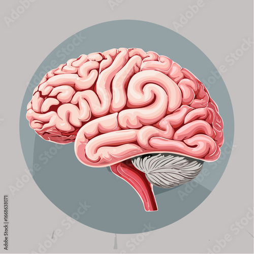Anatomical Illustration Detailed Vector Art of the Human Brain