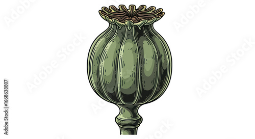 Green Poppy Seed Pod Botanical Illustration on White Background.