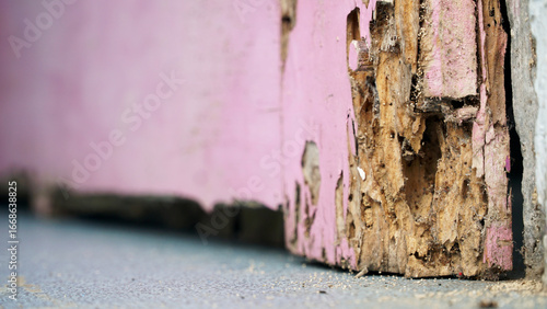 The rotten wood on the floor, pink paint