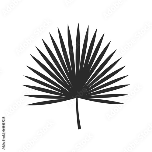 Silhouette of a fan palm leaf on white background