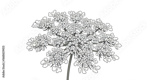 Intricate Line Drawing of Queen Annes Lace Flower Head.