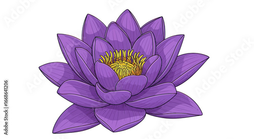 Vibrant Purple Lotus Flower Isolated on White Background.
