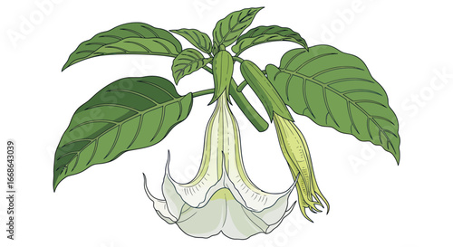 Close up of a single white datura flower.