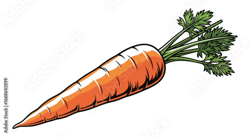 Single Fresh Orange Carrot with Green Top.