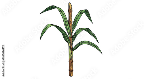 Detailed illustration of a sugarcane plant with green leaves.