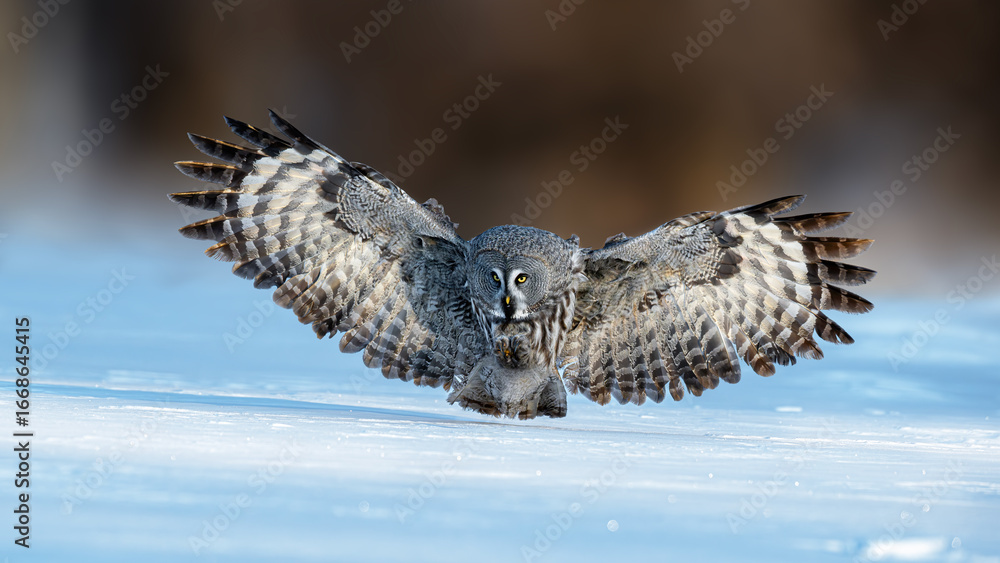 Fototapeta premium eagle in the sky