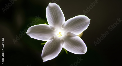 Close-up of a luminous white flower with delicate petals against a dark background, showcasing its beauty