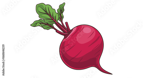 Detailed Drawing of a Single Beetroot with Leaves.