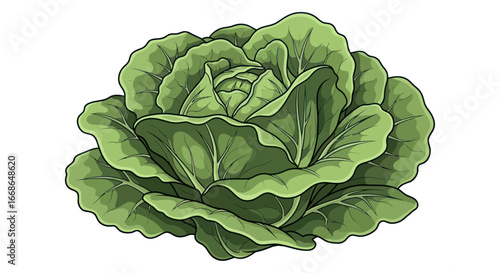 Fresh Green Lettuce Head.