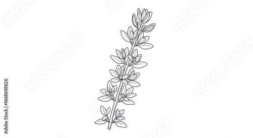 Botanical line drawing of a flowering plant stem.