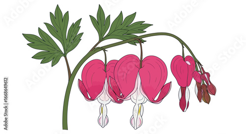 Bleeding Heart Plant with Pink Flowers and Green Leaves Illustration.