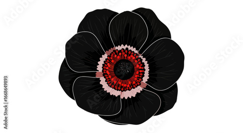 Close up of a black anemone flower pillow.