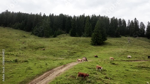 Aerial Drone Footage of Mountain Pasture with Cows – Tranquil Countryside Vie