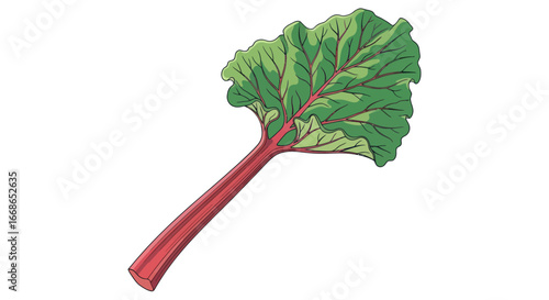 Detailed illustration of a fresh rhubarb leaf and stalk perfect for culinary projects.