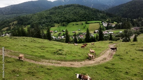 Aerial Drone Footage of Rolling Hills with Grazing Cows – Idyllic Mountain Panorama