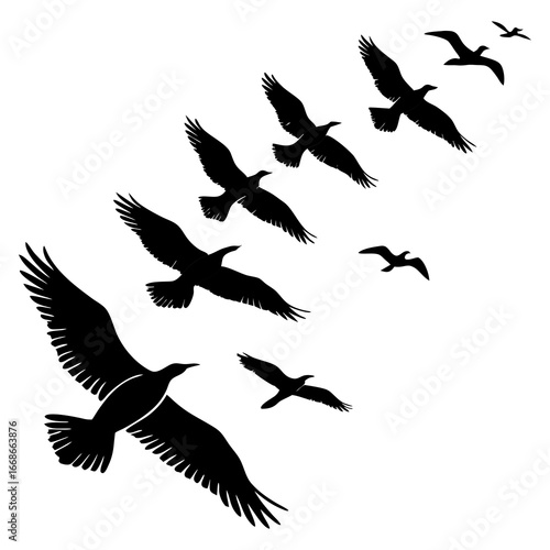 silhouettes of birds