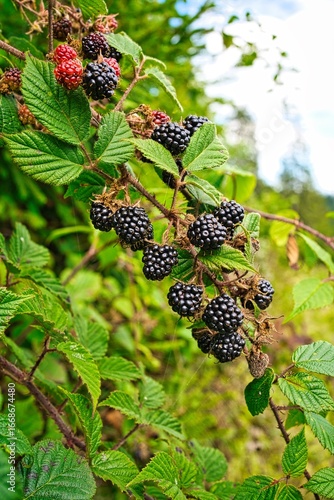 Close-up shot of a bush with a cluster of ripe blackberries.