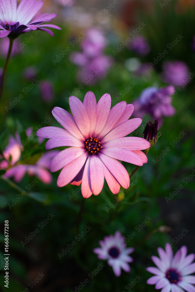 Obraz premium Purple African daisies (genus Osteospermum) vertical close up