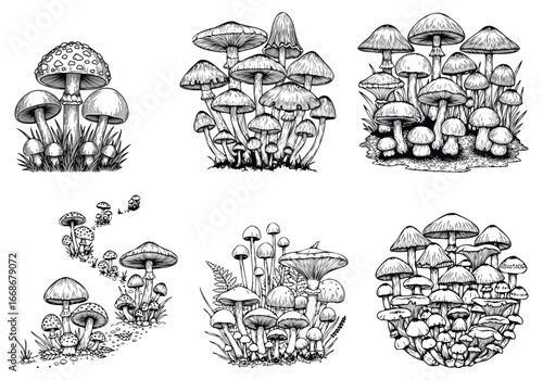 Hand drawn illustration of mushroom clusters, black and white vector design, forest and nature concept, botanical artwork
