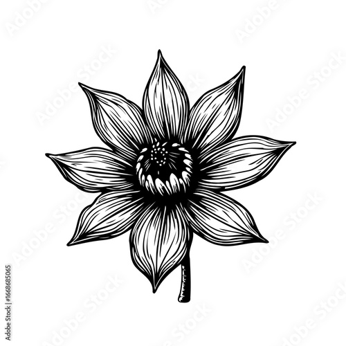 Elegant floral illustration showcasing botanical artistry and detailed linework in a black and