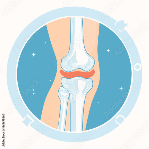 Stylized vector illustration of human knee joint anatomy in a modern flat infographic style.
