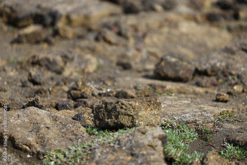 Close-up of porous volcanic rocks with green moss and small plants sprouting in between the cracks. The rugged texture highlights the raw volcanic nature of Icelandic landscapes. Close-up of porous volcanic rocks with green moss and small plants sprouting in between the cracks. The rugged texture highlights the raw volcanic nature of Icelandic landscapes.