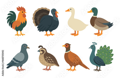Colorful cartoon birds collection featuring rooster, turkey, goose, duck, pigeon, quail, pheasant, and peacock