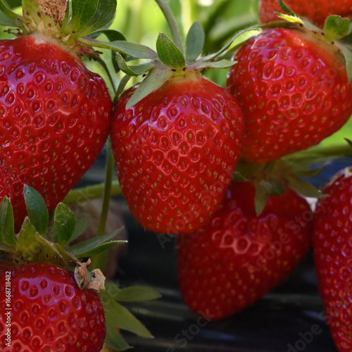 Ripe red juicy strawberries growing on a plant in the garden. Close-up