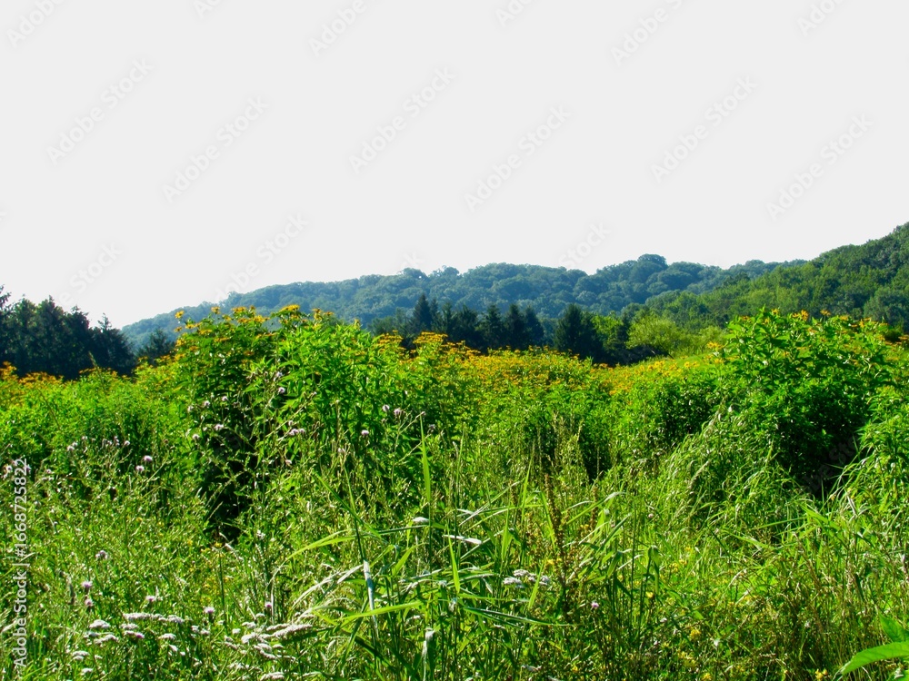 Obraz premium landscape with green grass and trees