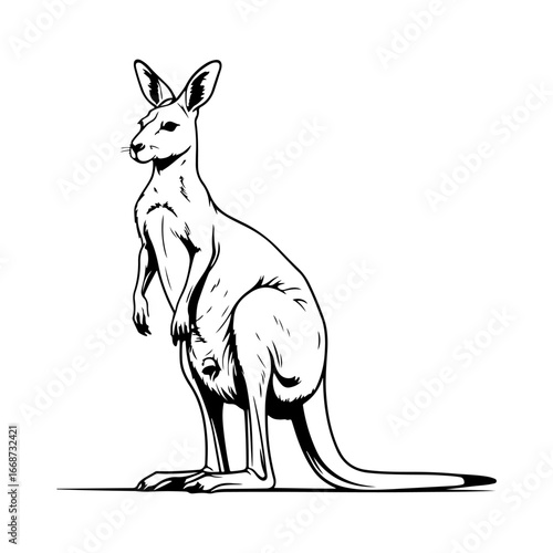 A vector image of the iconic Australian kangaroo, suitable for use in a variety of commercial or artistic purposes.